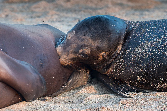 Sea lion
