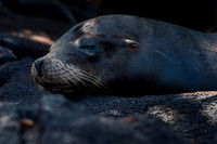 Sea lion