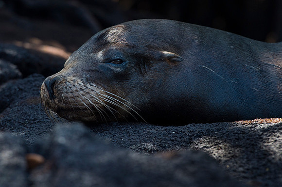 Sea lion