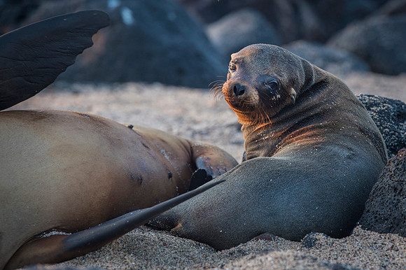 Sea lion