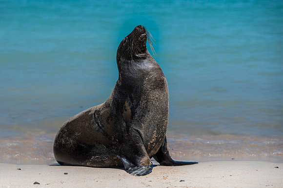Sea lion