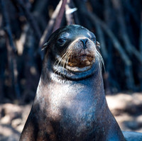 Sea lion