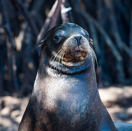 Sea lion