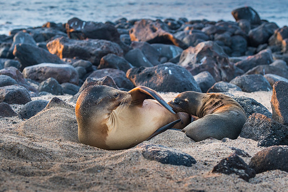 Sea lion