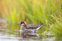 Red-necked phalarope  Płatkonóg szydłodzioby