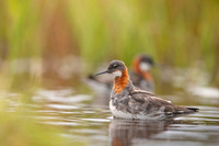 Red-necked phalarope  Płatkonóg szydłodzioby