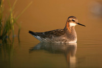 Red-necked phalarope  Płatkonóg szydłodzioby
