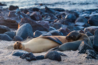 Sea lion