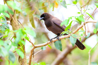 Puplish Jay