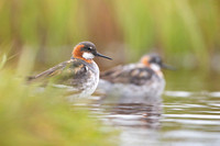 Red-necked phalarope  Płatkonóg szydłodzioby