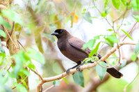 Puplish Jay