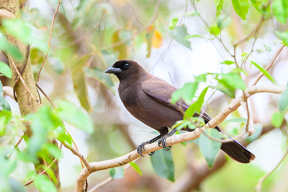 Puplish Jay