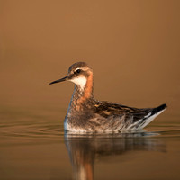 Red-necked phalarope  Płatkonóg szydłodzioby