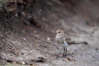 Rufous-chested Dotterel