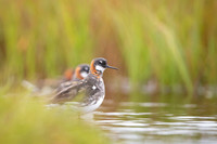 Red-necked phalarope  Płatkonóg szydłodzioby