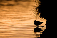 Red-necked phalarope  Płatkonóg szydłodzioby