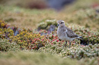 Rufous-chested Dotterel