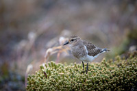 Rufous-chested Dotterel