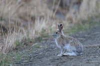 Snowshoe hare
