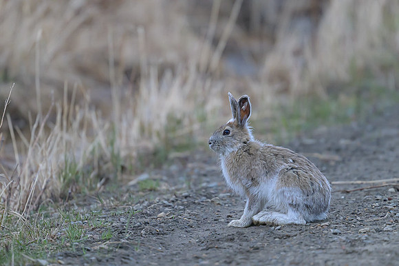 Snowshoe hare