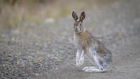 Snowshoe hare