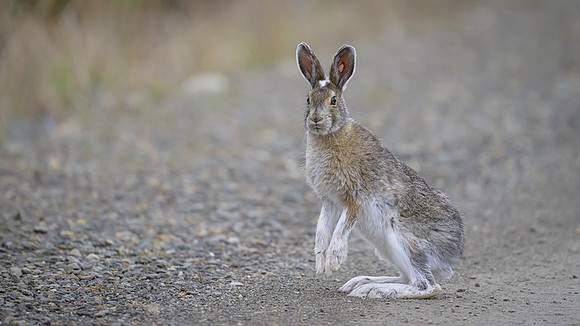 Snowshoe hare