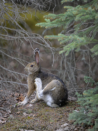 Snowshoe hare