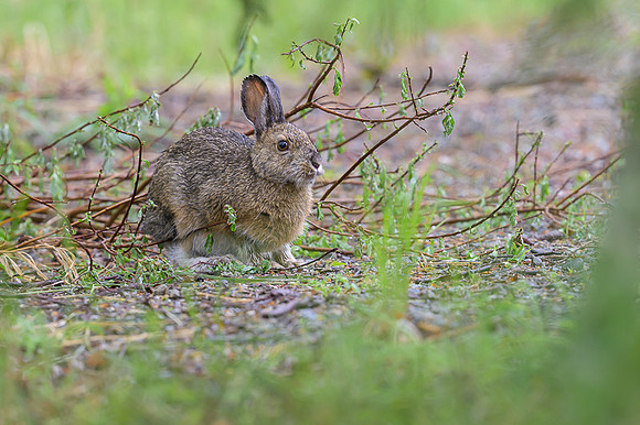 Snowshoe hare