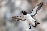 Razor-billed auk / Alka krzywonosa