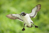 Razor-billed auk / Alka krzywonosa