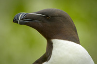 Razor-billed auk / Alka krzywonosa