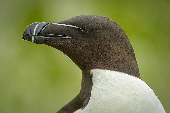 Razor-billed auk / Alka krzywonosa