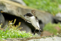 Razor-billed auk / Alka krzywonosa