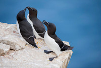 Razor-billed auk / Alka krzywonosa