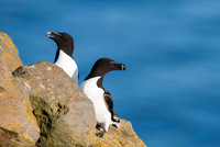 Razor-billed auk / Alka krzywonosa