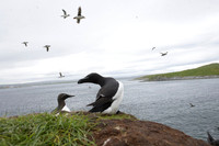 Razor-billed auk / Alka krzywonosa