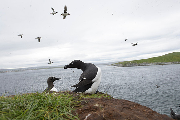 Razor-billed auk / Alka krzywonosa