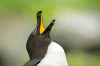 Razor-billed auk / Alka krzywonosa