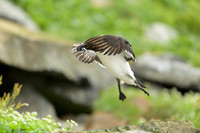 Razor-billed auk / Alka krzywonosa