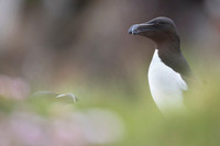 Razorbilll  Alka krzywonosa