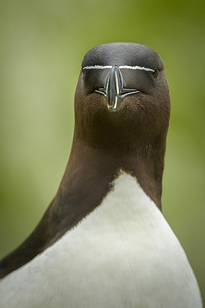 Razor-billed auk / Alka krzywonosa
