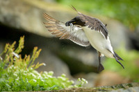 Razor-billed auk / Alka krzywonosa