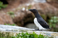 Razor-billed auk / Alka krzywonosa