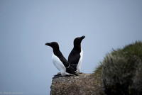 Razor-billed auk / Alka krzywonosa