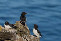 Razor-billed auk / Alka krzywonosa