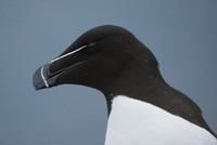 Razor-billed auk / Alka krzywonosa