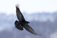 Raven / Kruk