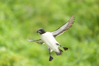 Razor-billed auk / Alka krzywonosa