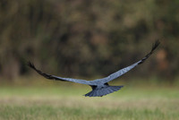 Raven / Kruk