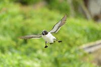 Razor-billed auk / Alka krzywonosa